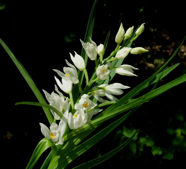 Cephalanthera longifolia e Orchis morio